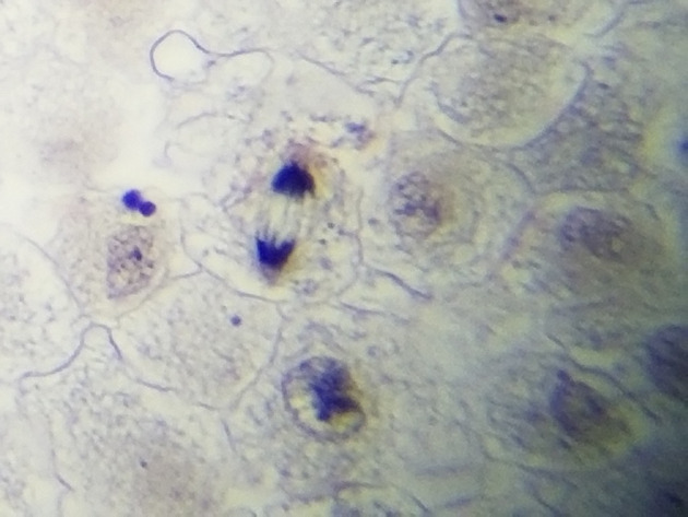 White Fish Mitosis Slides - White Fish Mitosis 10 400X